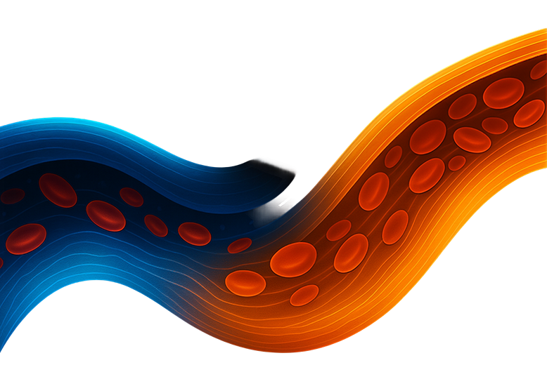 Blood vessel illustration