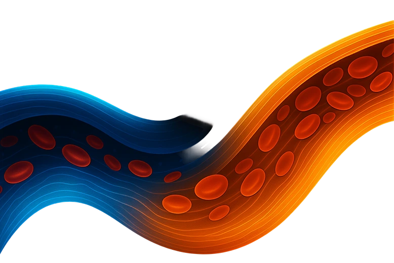 Blood vessel illustration