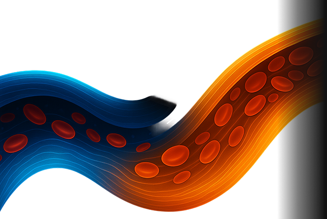 Blood vessel illustration