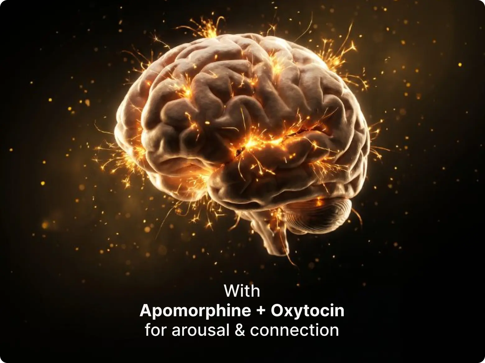 Brain